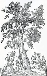 Broodvruchtenoogst, illustratie uit Singulariteiten van Frankrijk Antarctique, door Andre de Thevet, 1558 door French School